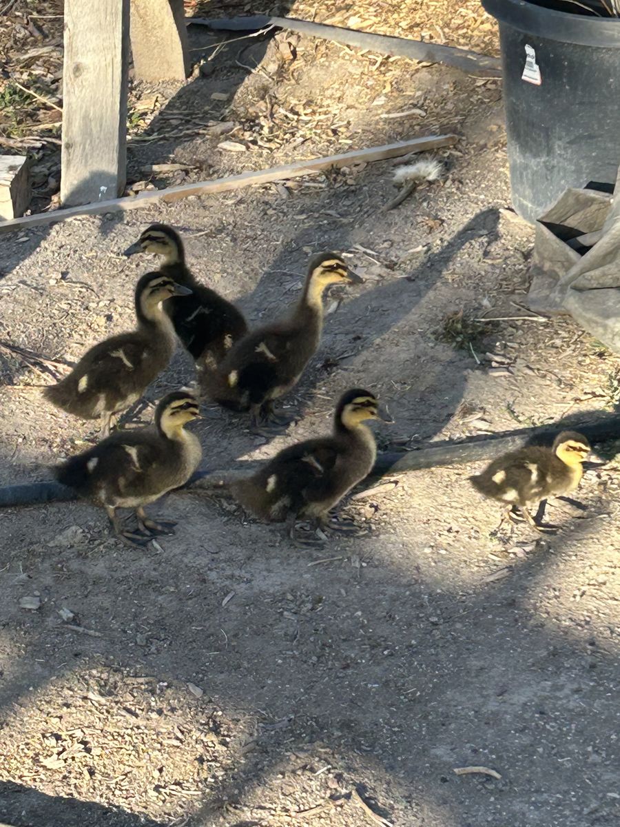 Ducks for sale