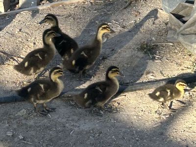 Ducks for sale