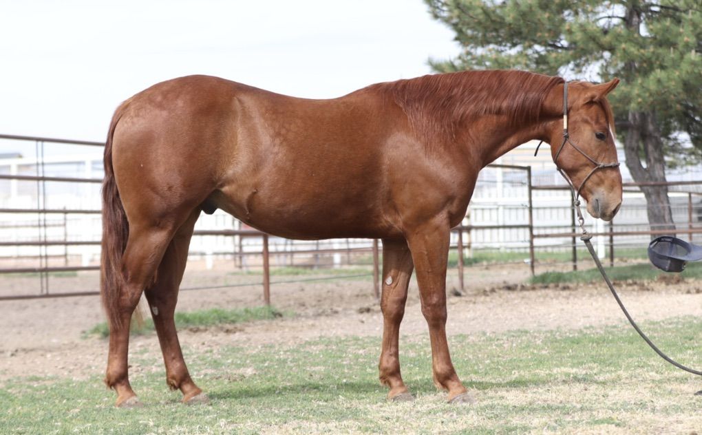 Riata Buckle Rope/ Barrel Prospect