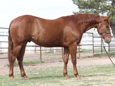 Riata Buckle Rope/ Barrel Prospect