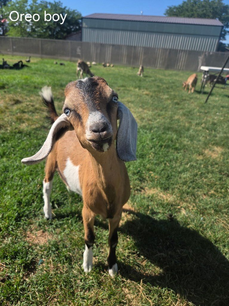 full nubian buckling 