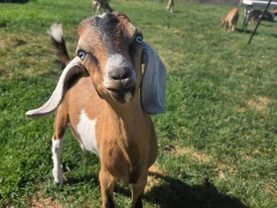 full nubian buckling