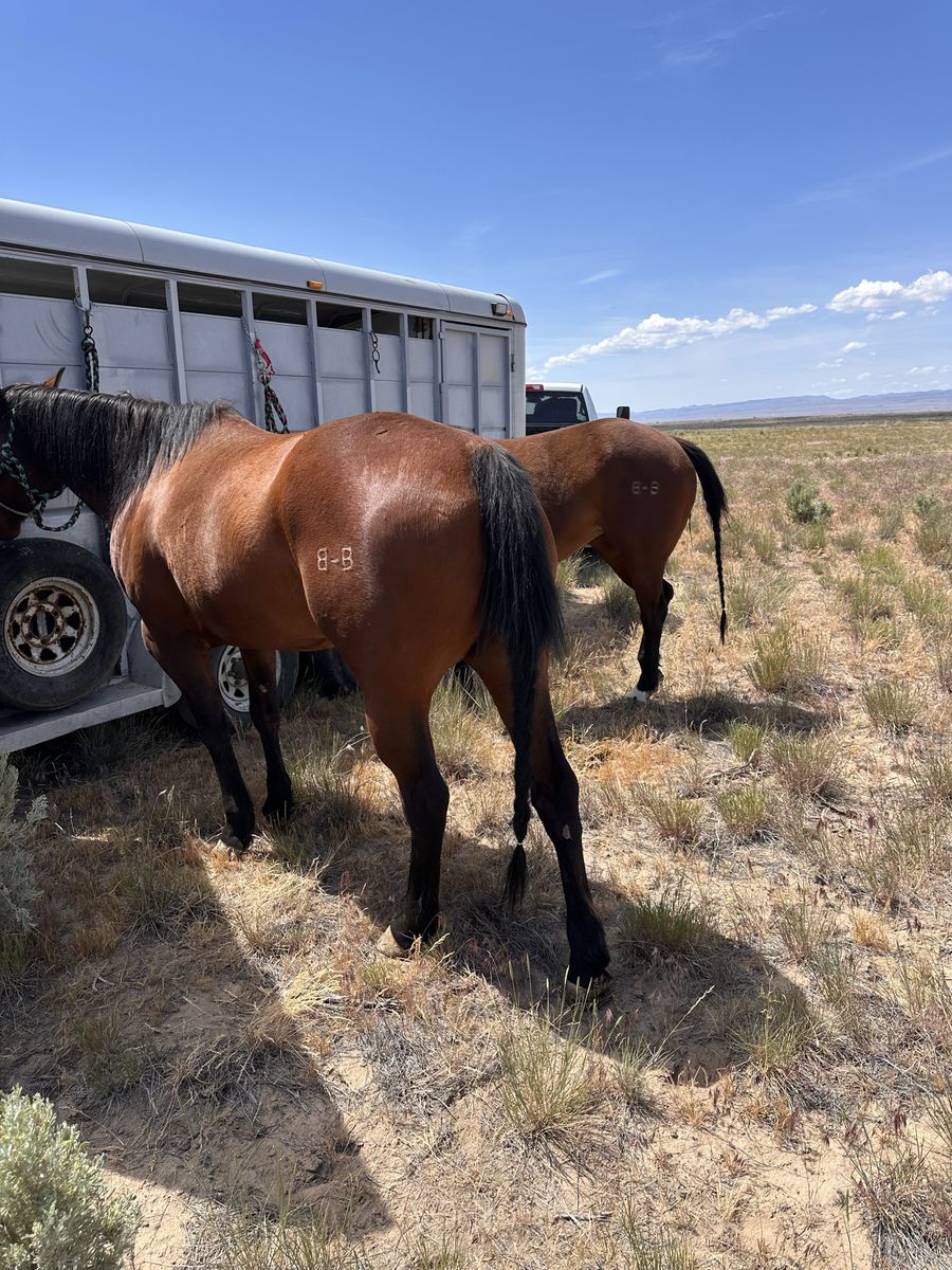 Bay All Around AQHA Mare