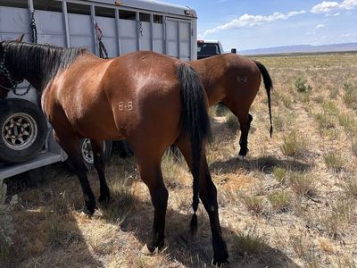 Bay All Around AQHA Mare