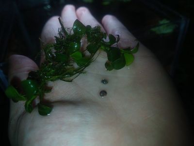 Mystery snail babies