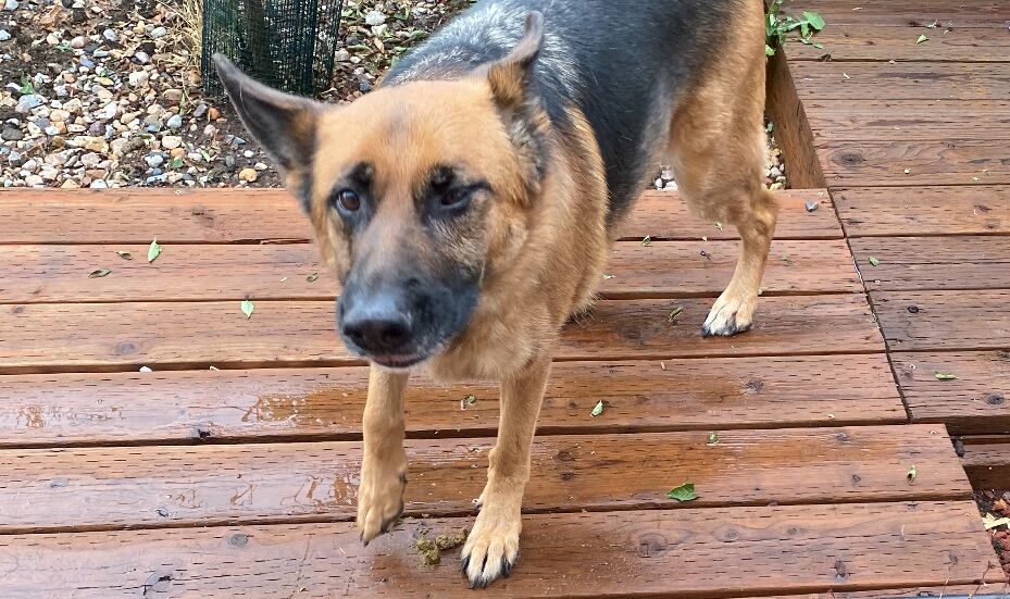 IN SEARCH OF REMMY GERMAN SHEPARD