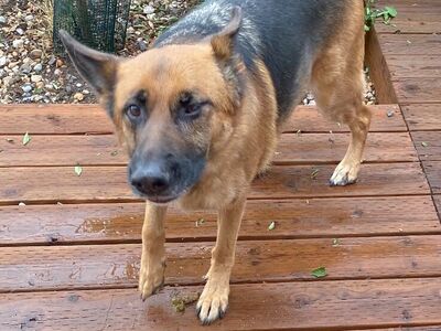 IN SEARCH OF REMMY GERMAN SHEPARD