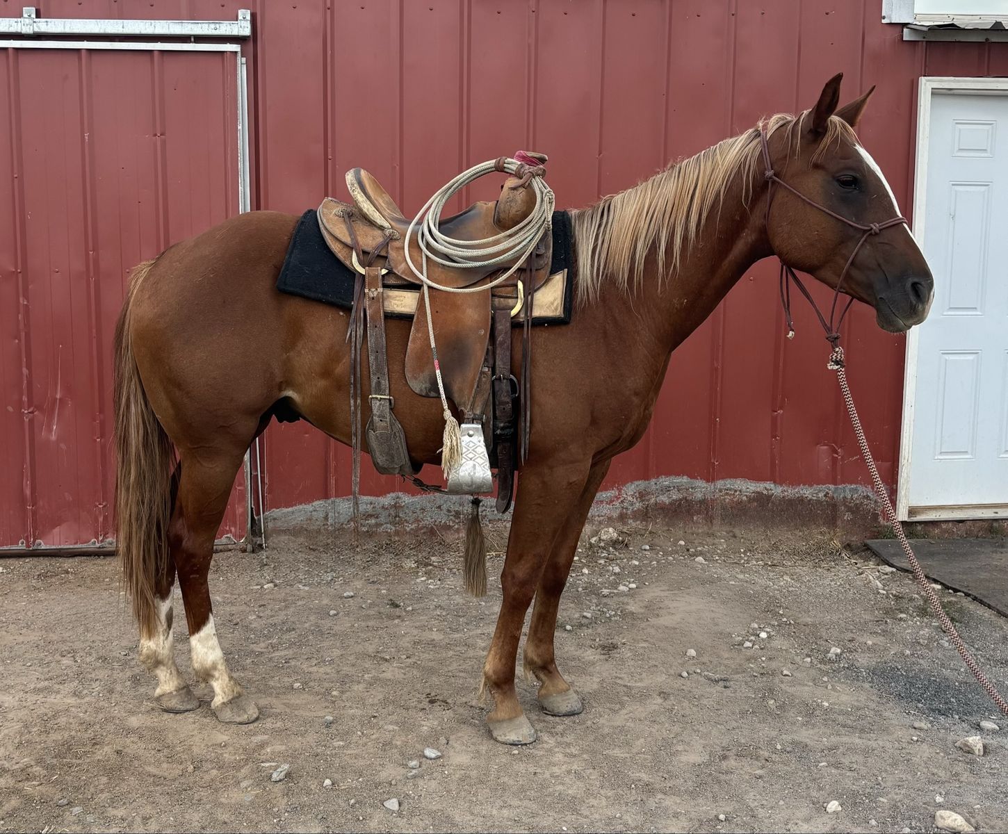 3 Year Old Grade Gelding - Grandson of Peptoboonsmal 