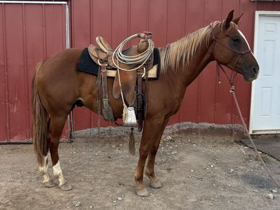 3 Year Old Grade Gelding - Grandson of Peptoboonsmal