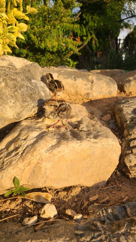 mountain quail chicks
