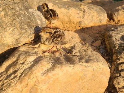 mountain quail chicks