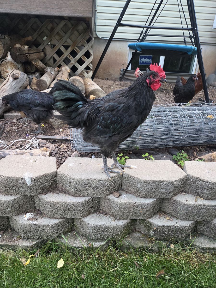 Rooster
