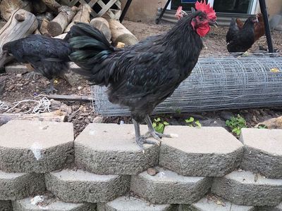 Rooster