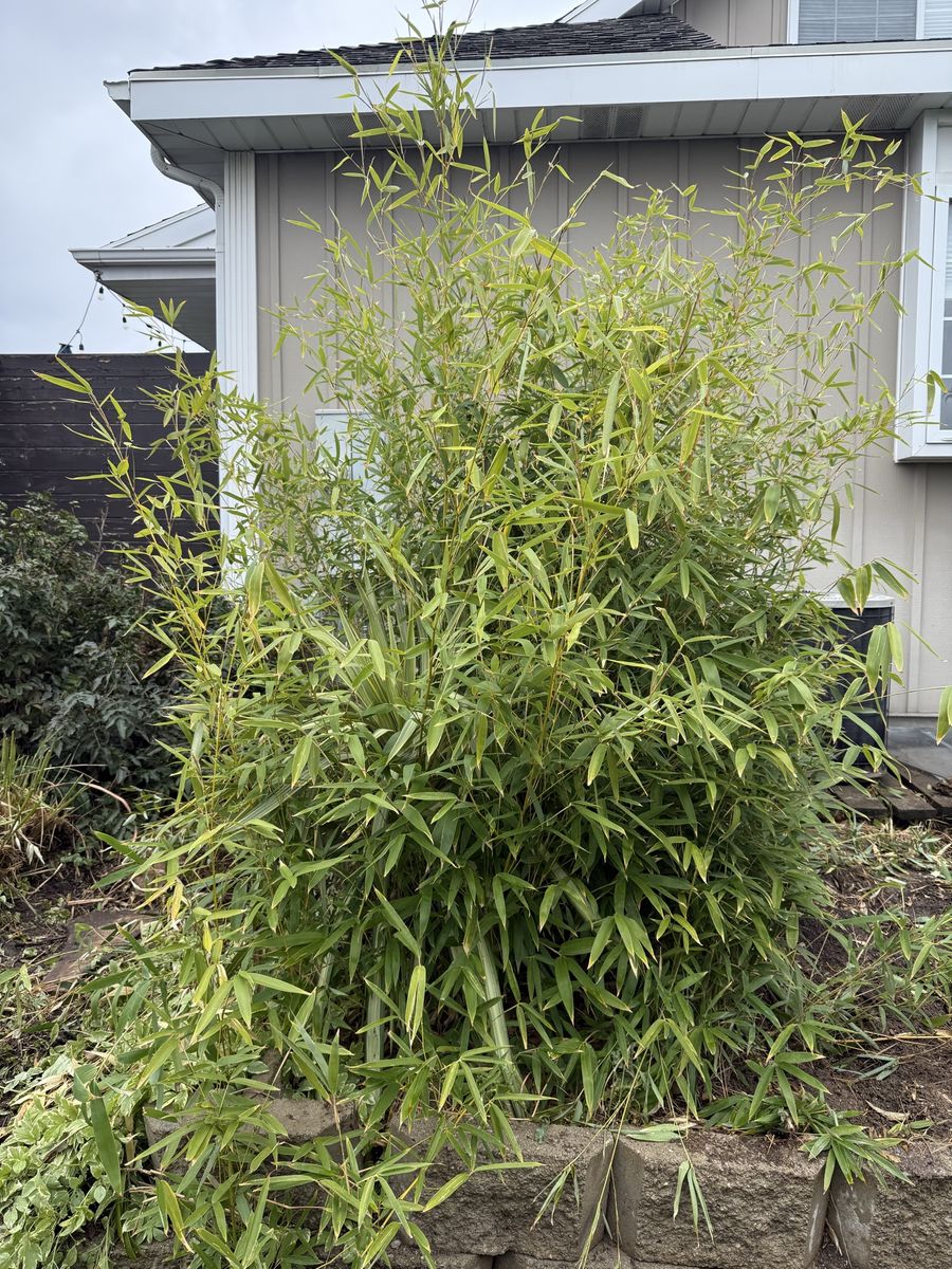 Free Evergreen Bamboo Plant