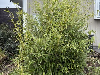 Free Evergreen Bamboo Plant