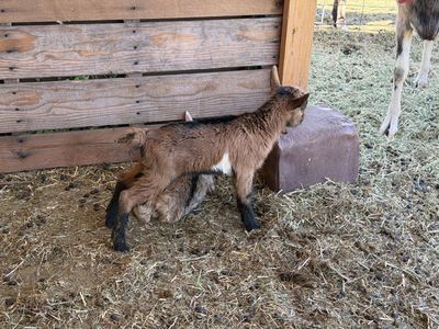 Pure alpine buckling