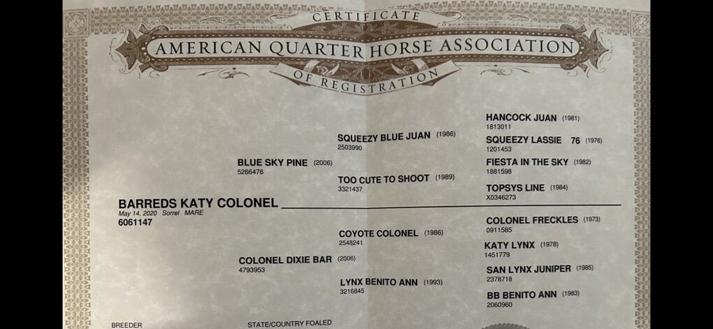 6 Yr Old Ranch Horse