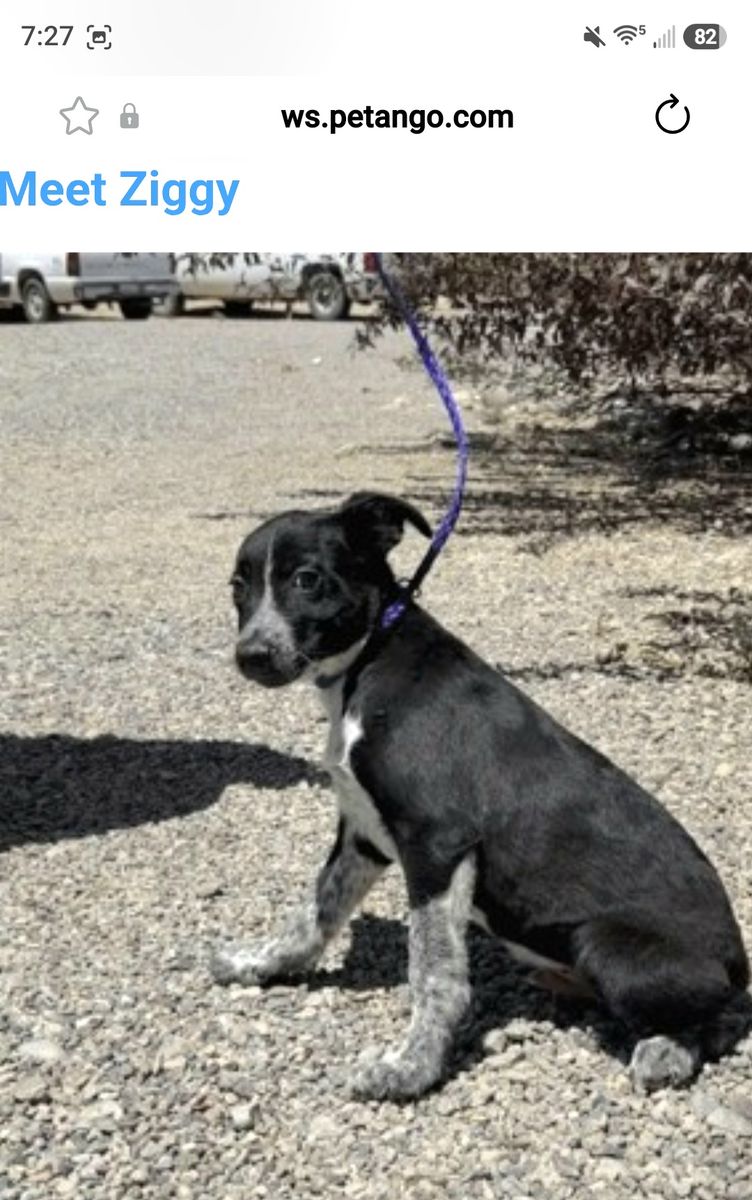 Ziggy, 5 month old Australian Cattle Dog/blue heeler mix