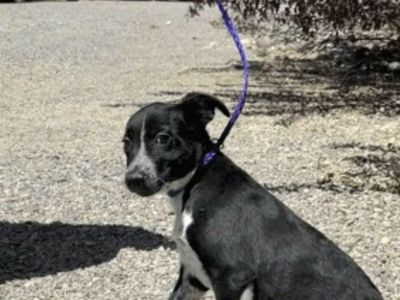 Ziggy, 5 month old Australian Cattle Dog/blue heeler mix