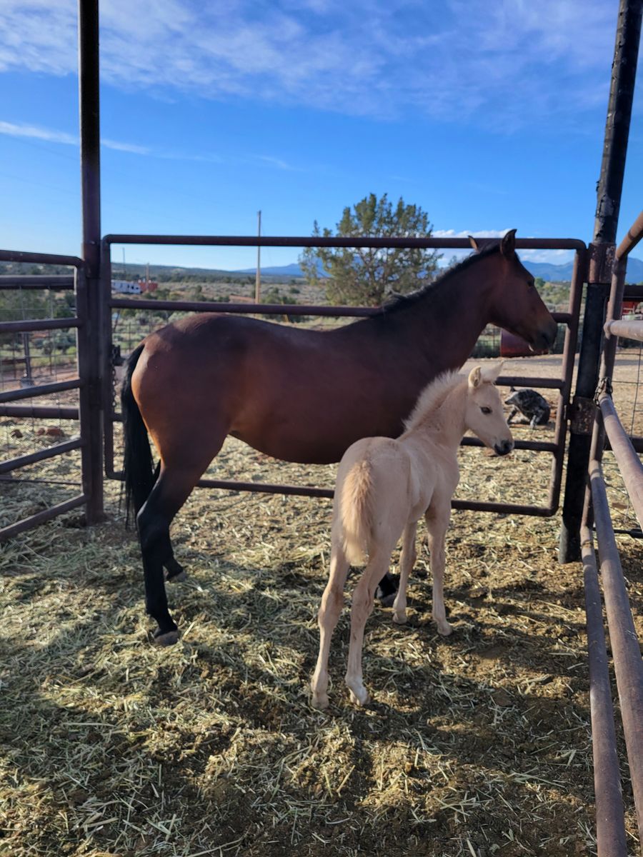 Mare/foal