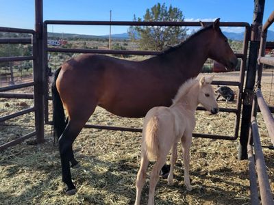 Mare/foal