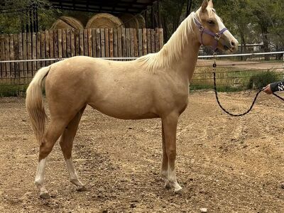 2024 AQHA&APHA Flashy Palomino Filly.
