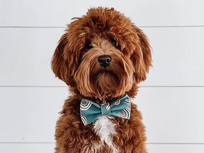 Milo -/- Micro Toy Goldendoodle Stud OFA Intense