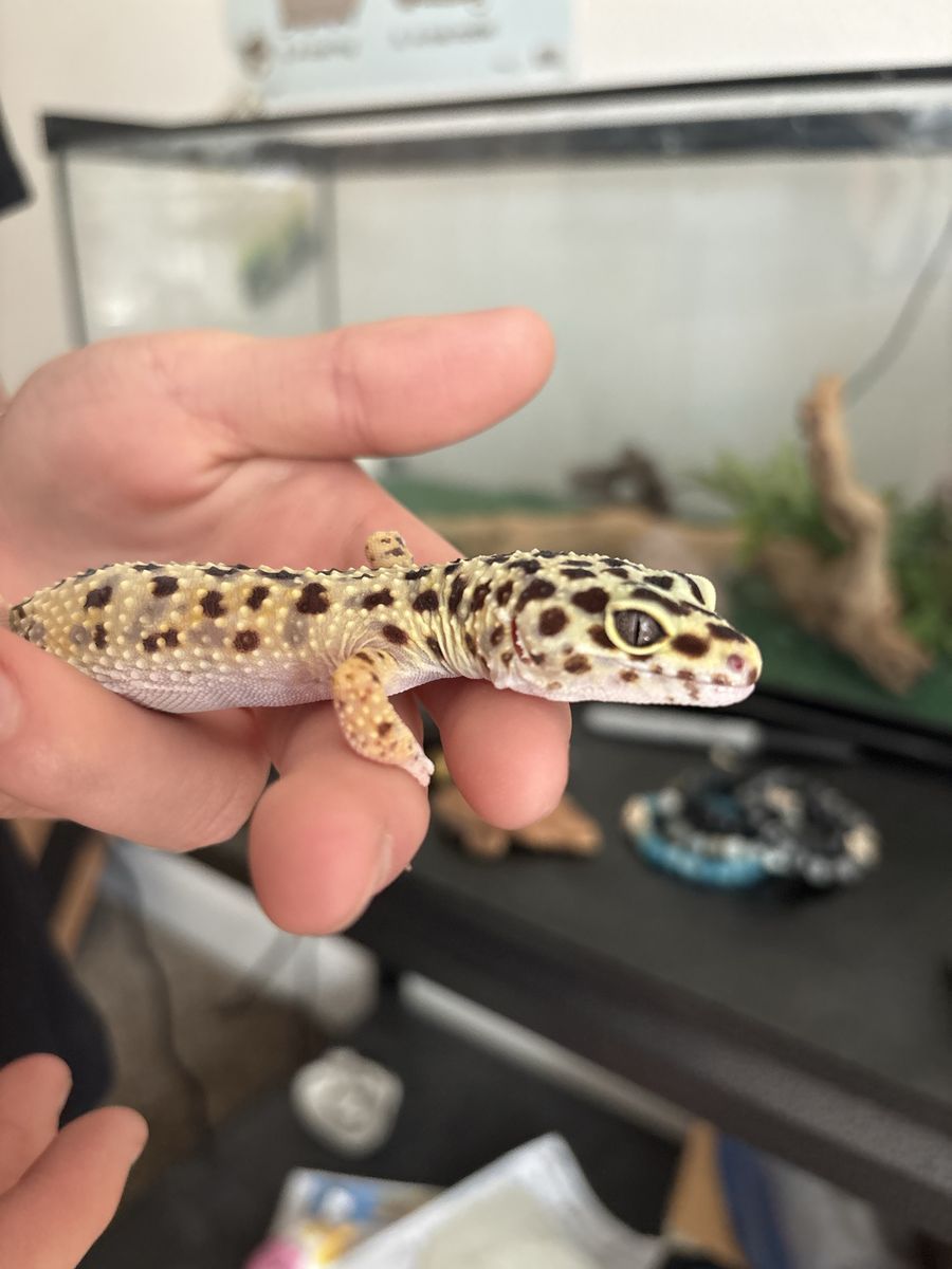 High Yellow Docile Leopard Gecko with Habitat and small Dubia roach colony for feedings