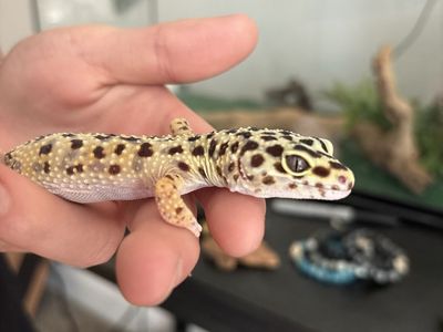 High Yellow Docile Leopard Gecko with Habitat and small Dubia roach colony for feedings