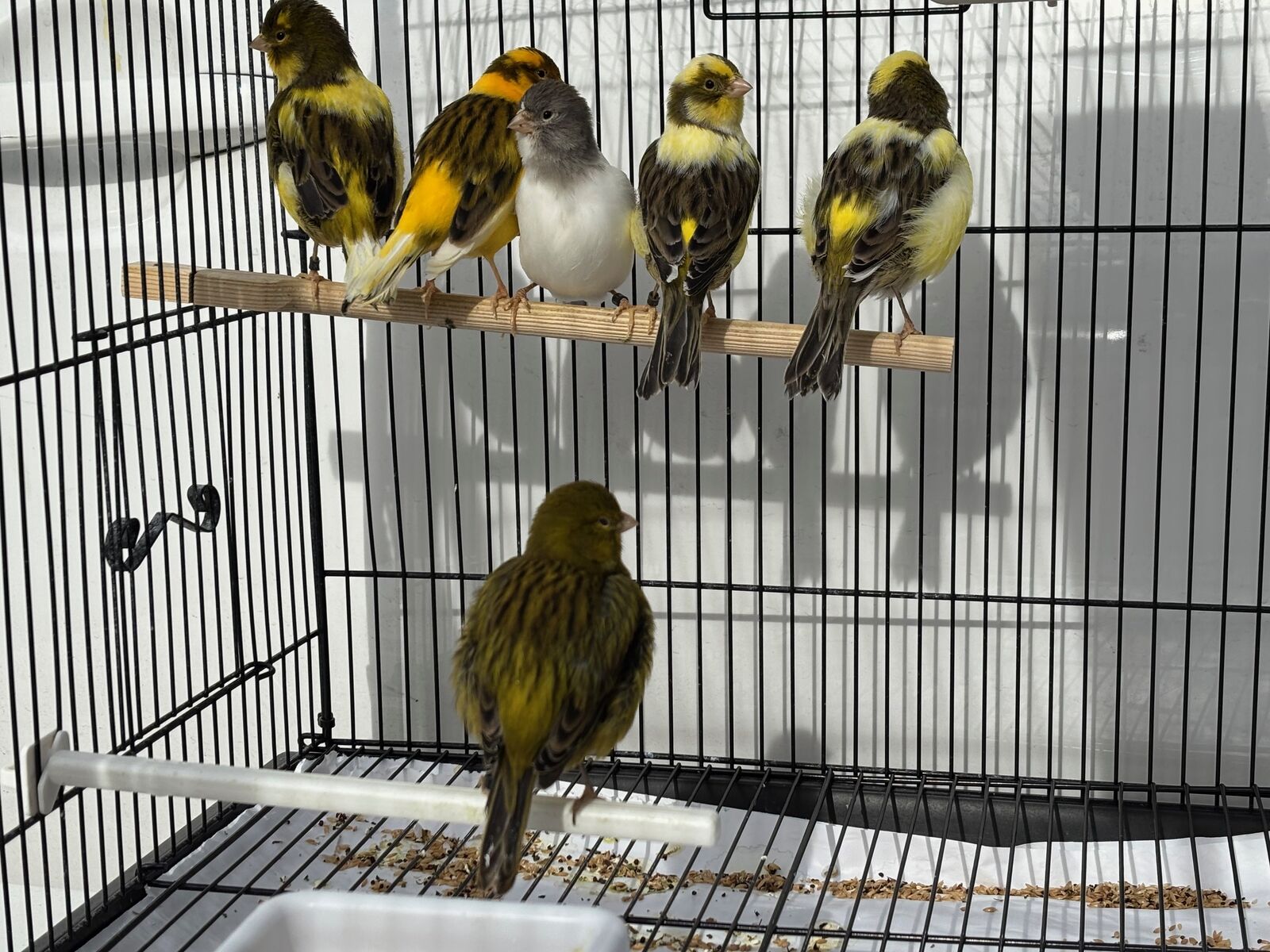 2025 Fife Fancy Canaries - Males $100 Females $90