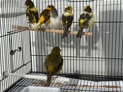2025 Fife Fancy Canaries - Males $100 Females $90