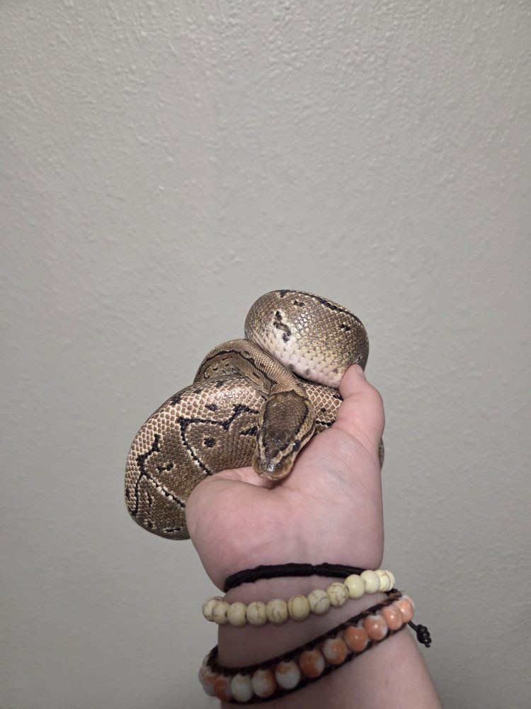 Pinstripe Ball Python
