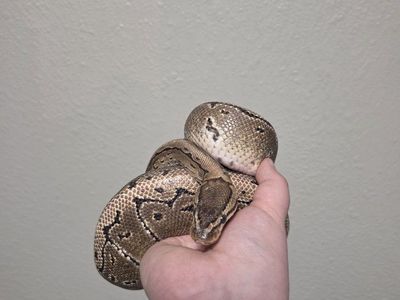 Pinstripe Ball Python