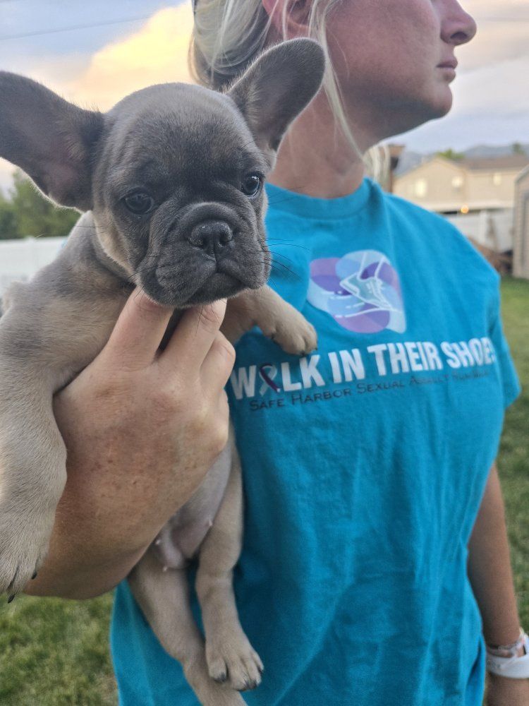 Adorable French Bulldog Puppy -Female, Blue Fawn Color