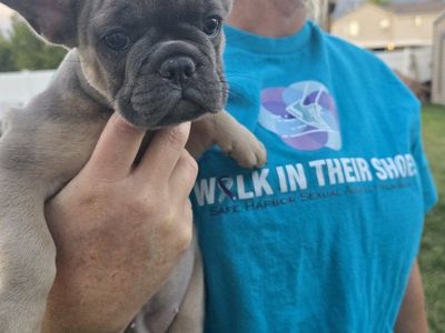 Adorable French Bulldog Puppy -Female, Blue Fawn Color