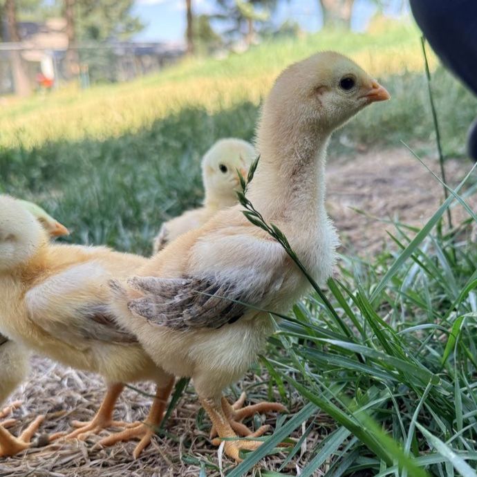 TALLEST CHICKEN BREED, EXOTIC INDIO GIGANTE CHICKS FROM BRAZIL