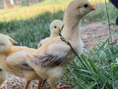 TALLEST CHICKEN BREED, EXOTIC INDIO GIGANTE CHICKS FROM BRAZIL