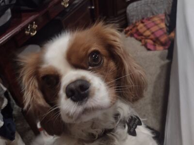 lost in Brigham city