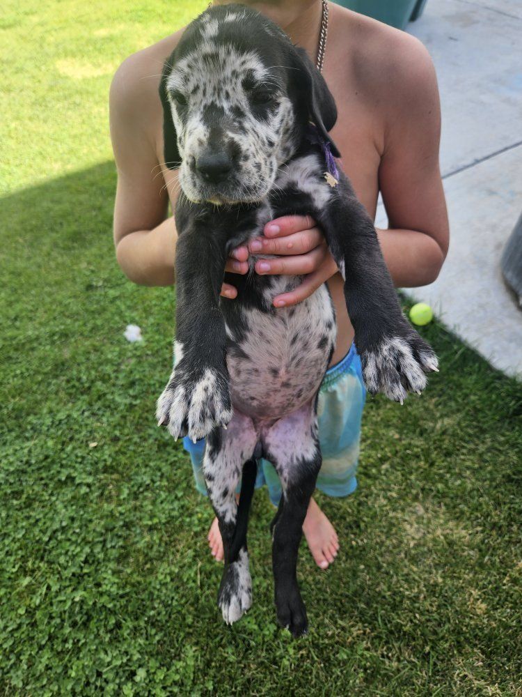 Great Dane English Mastiff puppy $1800