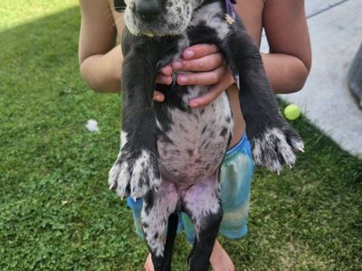 Great Dane English Mastiff puppy $1800