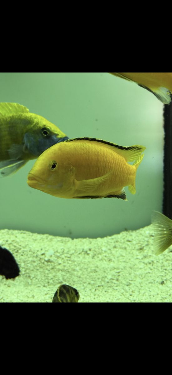 Electric Yellow Cichlid