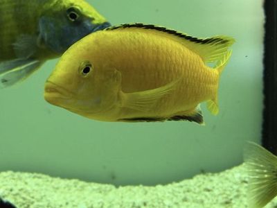 Electric Yellow Cichlid