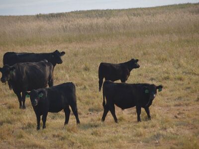 SALE! Whole and Half beef