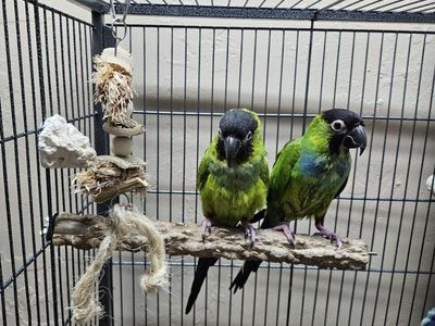 Male & Female Nanday Conure Pair