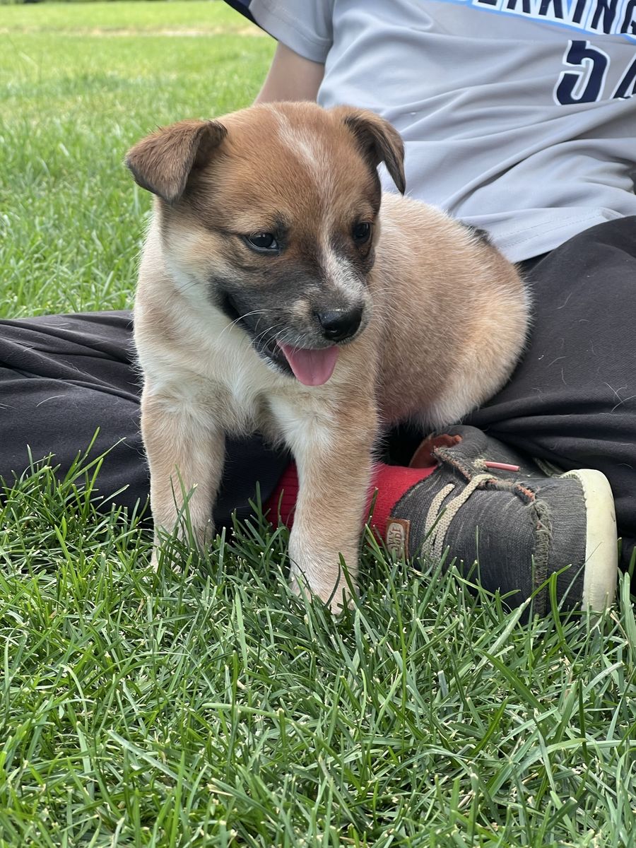 Heeler puppies (2 males)