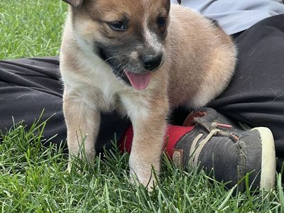 Heeler puppies (2 males)