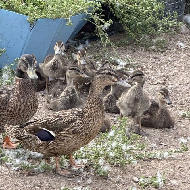 Mallard ducklings and hen