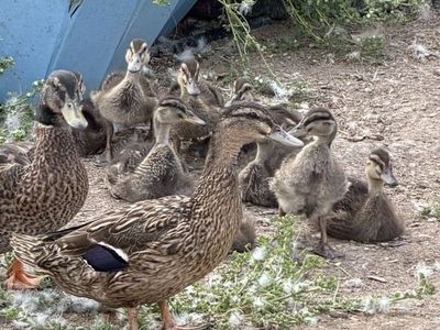 Mallard ducklings and hen