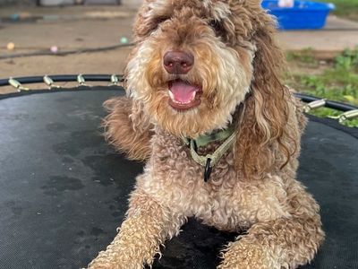 Hello my name is Chip