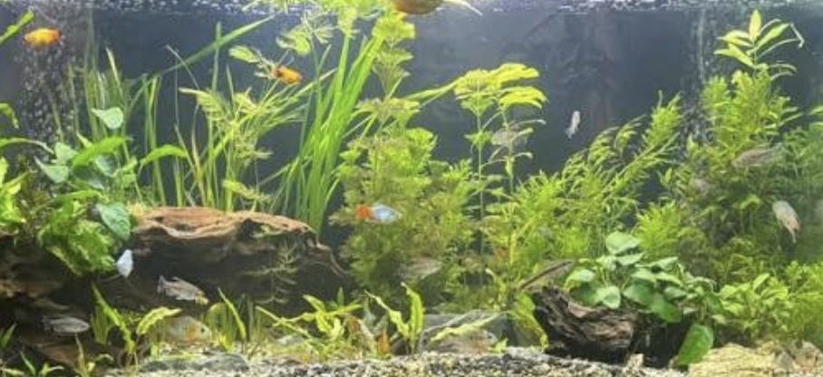 Iso Unwanted freshwater fish